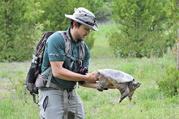 Parks Canada team member is shown holding a Snapping turtle in the correct position by its hind legs to avoid being bitten
