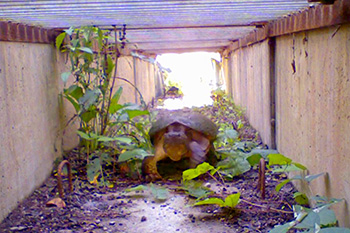 Grainy trail camera image captures a mature Snapping turtle as it moves through an underground eco-passage. In this way, the turtle is able to safely cross underneath the roadway.
