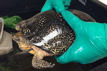 A Parks Canada team member is shown wearing gloves to grip a turtle with both hands around the middle section in the same way one would hold a hamburger