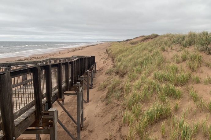 A wooden boardwalk along sand dunes covered with long grass and ocean in the backround. The sand dunes cover around one-half of the image.