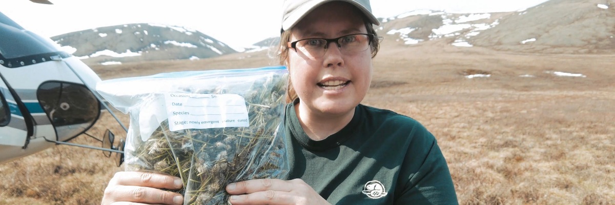 Un membre de l'équipe tient un sac d'herbes avec un hélicoptère et des montagnes enneigées en arrière-plan.