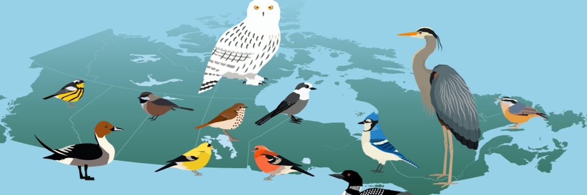 An illustration of many bird species over a map of Canada.