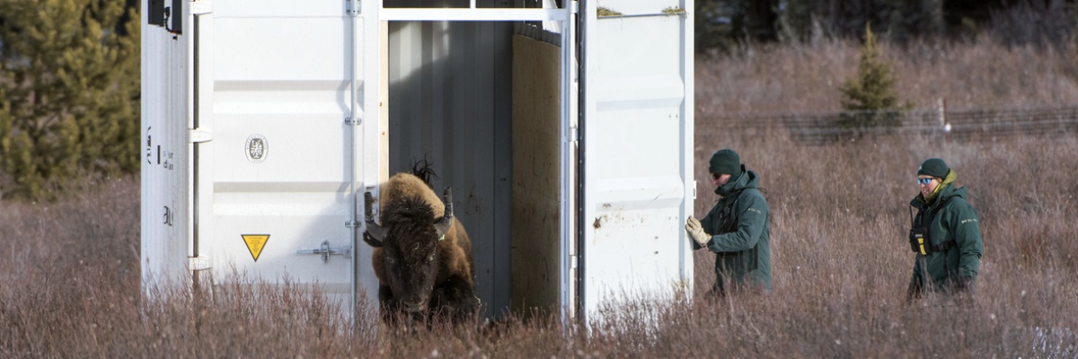 A herd of bison is released from the crate as they gallop off.