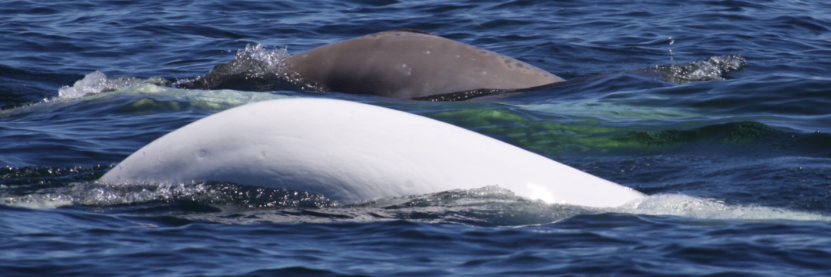 The back of a white beluga whale swims through dark blue water, while the back of a juvenile beluga swims behind it.