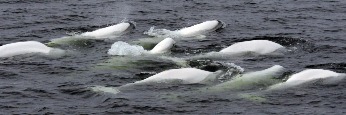 A group of eight white beluga whales swim through water, one has its head out of the water.