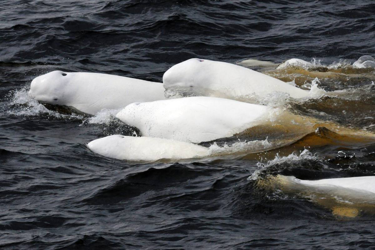 Des baleines blanches à la surface de l’eau.