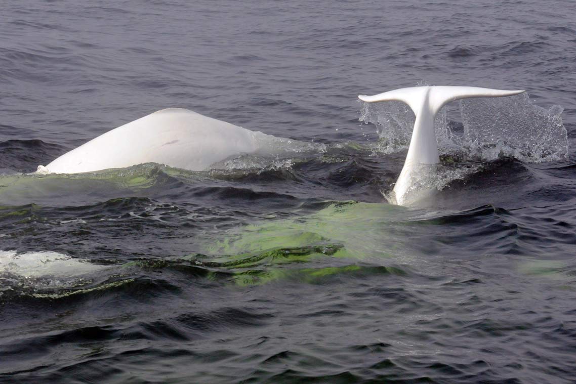 A back and tail of two white beluga whales at the surface of the water.