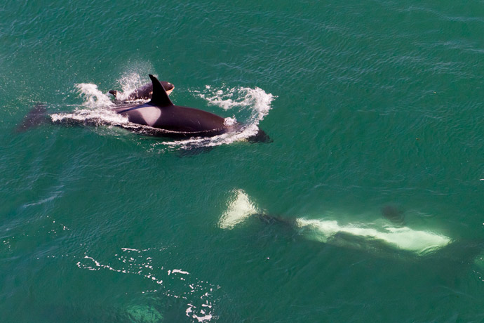 An adult and a baby calf Killer Whale swim at the surface of the water, while another adult swims upside-down just below the water's surface.