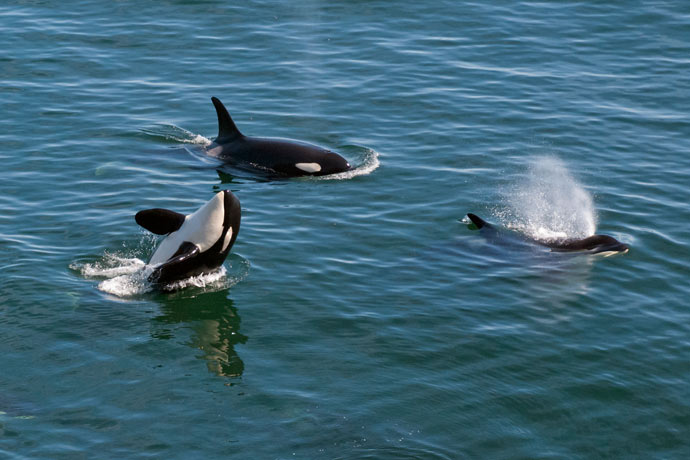 An adult and a baby calf Killer Whale swim at the surface of the water, while another adult swims upside-down just below the water's surface.