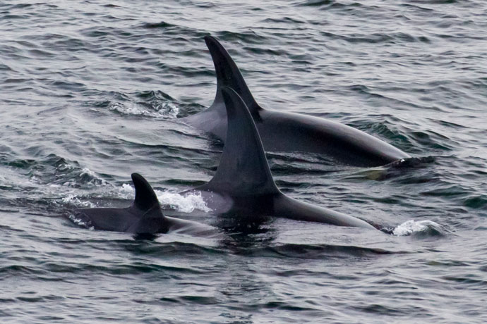 One small, and two larger dorsal fins of Killer Whales swimming through the surface of the water.
