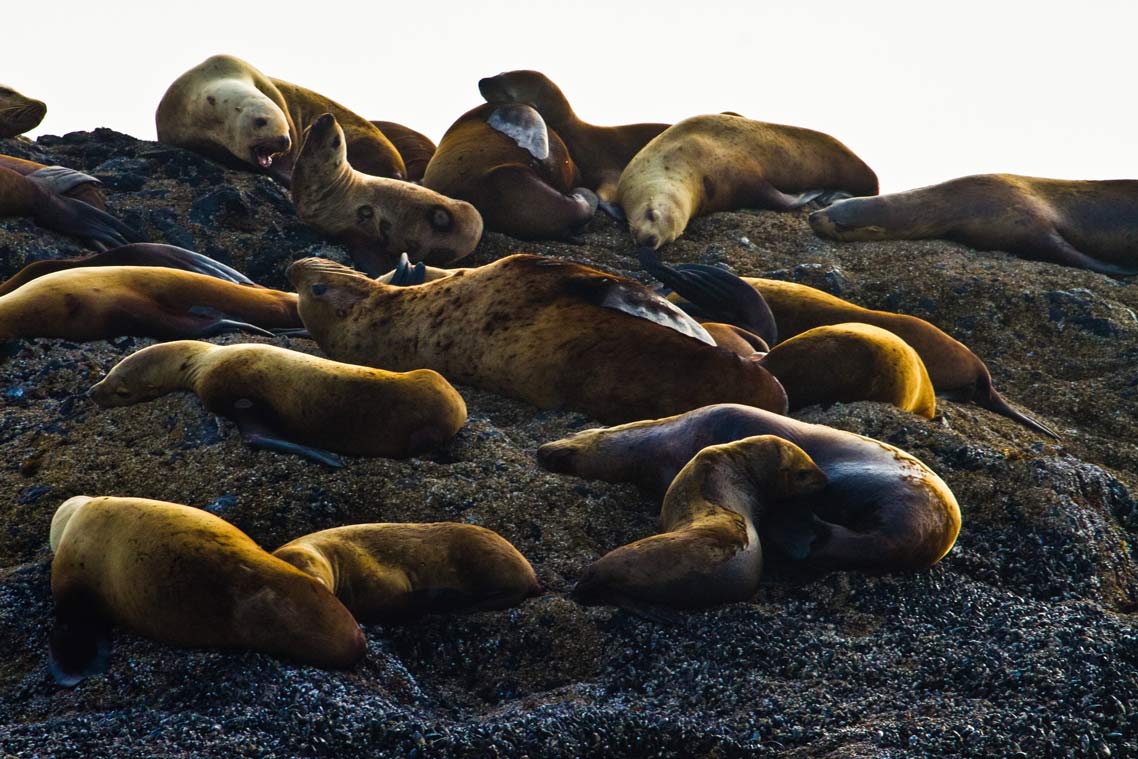 Un groupe de phoques de couleur brun doré étendus sur un flanc de coteau sablonneux.