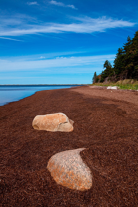 A view of Pituamkek’s shoreline on a sunny day with blue skies. Two pink rocks lay in the dune grasses the forefront of the photo. 