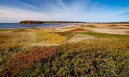 The grass dunes consisting of green, yellow, red, and beige coloured foliage. A body of water and the shoreline is on the top left of the image.    