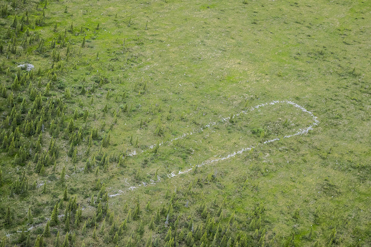 An aerial view of the long loop of remains of caribou fencing in a grassy area. 