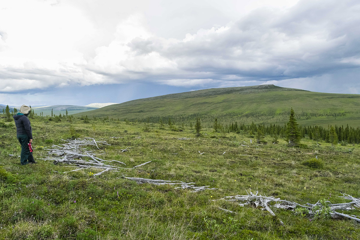 A person stands on a grassy hill looking at the remains of caribou fencing on the ground.