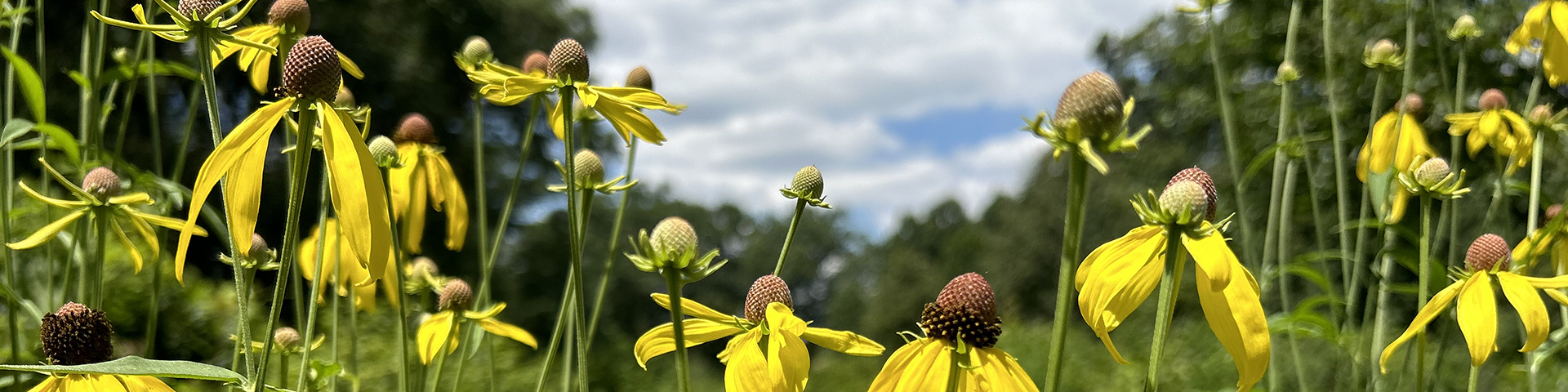 Ratibida à feuilles pennées