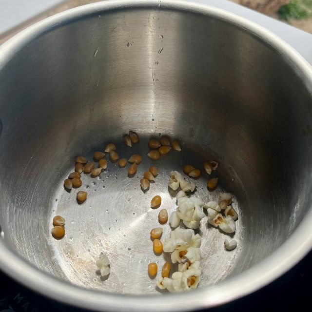 Popcorn kernels in a pot with oil, with some kernels beginning to pop.