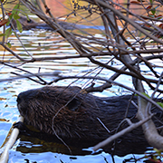 A beaver