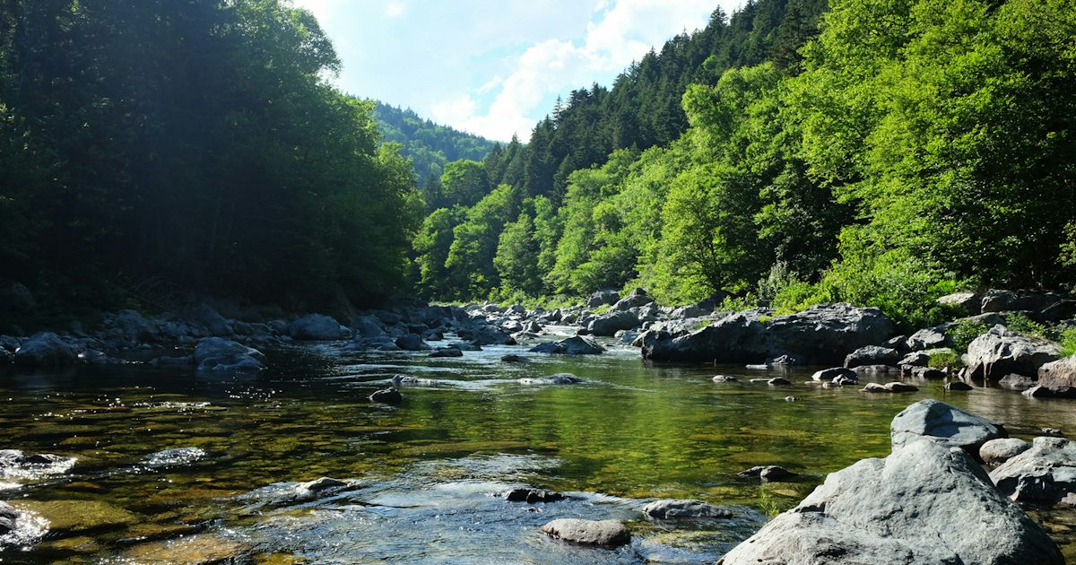 Une rivière limpide bordée de gros rochers traverse une forêt verdoyante.