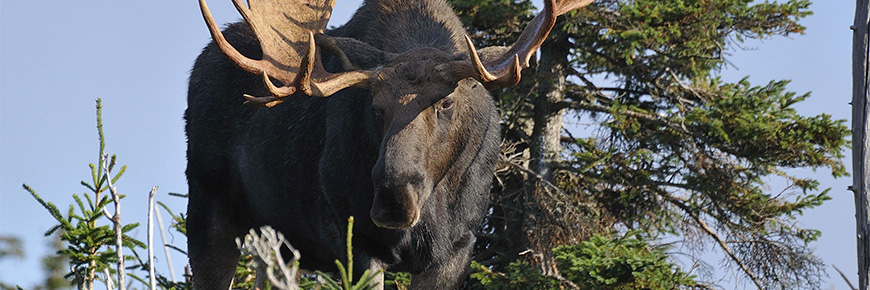 A moose bull standing in a forested area.