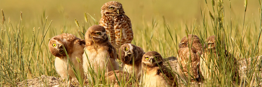 A parliament of burrowing owls sits in a grassy field.