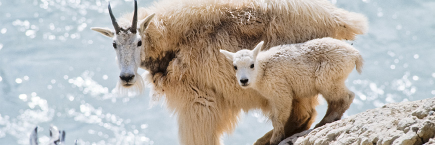 A Mountain Goat and her kid standing on a waterside cliff.