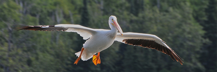 An American White Pelican flying in front of pine trees.