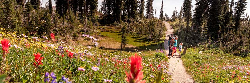 A family looks at an interpretation panel along a trail surrounded by subalpine wildflowers.