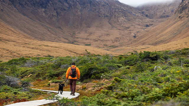 A man and his dog walk in the Tablelands, in front of giant rocky terrain, among green grass on a foggy day in Gros Morne.