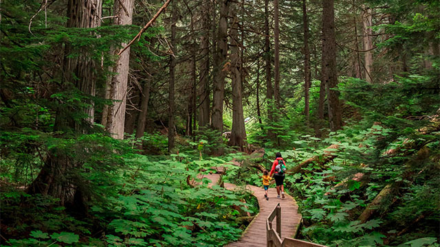 An adult and a child hiking in a large cedar forest in Mount Revelstoke National Park.