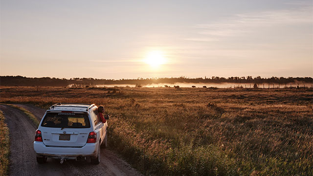 Visitors in a car watch bison near a road in the Bison Enclosure at Riding Mountain National Park.