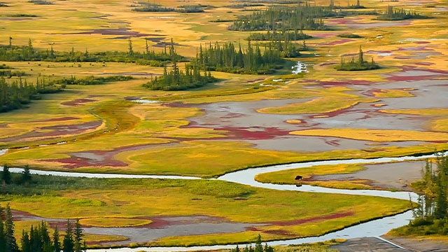 An aerial view of Wood Buffalo National Park in the fall.
