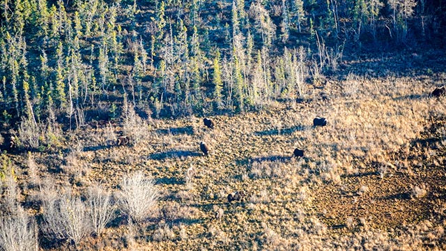 A drone shot of a herd of muskoxen in a grassy field with trees.