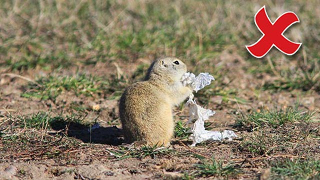 A Richardson's ground squirrel is eating garbage that has been left behind.