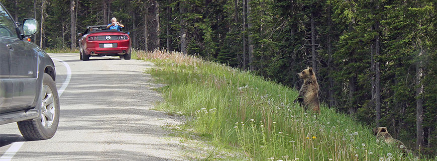 Deux voitures sont arrêtées en bordure de la route afin d’observer des grizzlis.