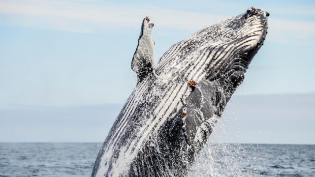 A man fishing in the Pacific at Gwaii Haanas.