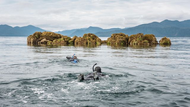 Exploring the underwater world off the shore of Gandll K'in Gwaay.yaay (Hotspring Island) in Gwaii Haanas.