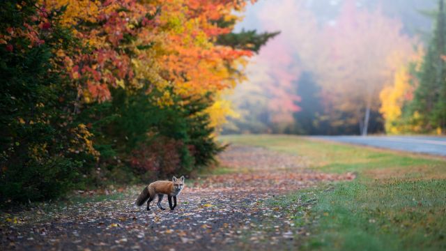 Landscape of fall folliage with a red fox in Kouchibouguac.