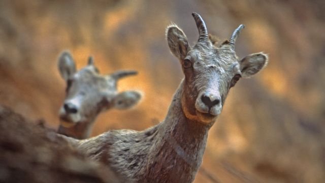 Bighorn Sheep at Redwall Fault in Kootenay.