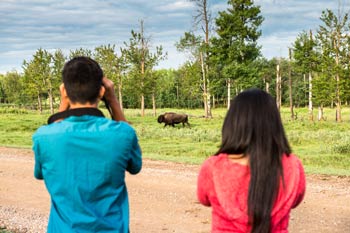 Des visiteurs observent un bison des plaines.