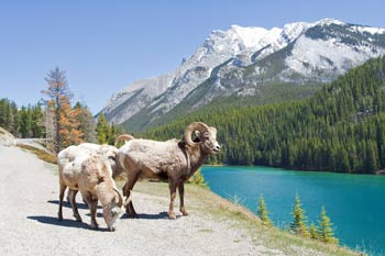 Des mouflons en bordure de la route panoramique du lac Minnewanka.