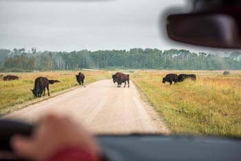 Visiteurs regardant les bisons traverser la route dans l’enclos des bisons.