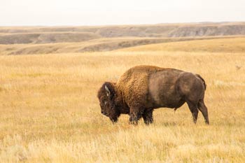 Plains bison in Grasslands National Park.