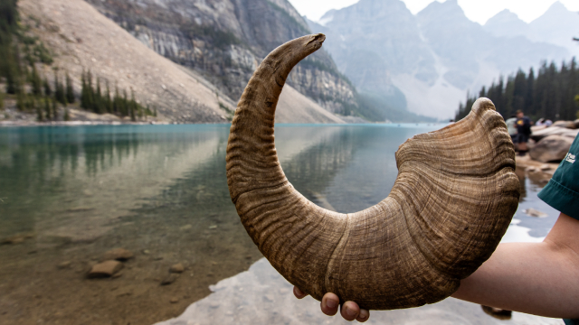 Close-up of a bighorn sheep’s horn with a lake and mountain range in the background.