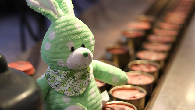 A plush rabbit on the canning line at the Gulf of Georgia Cannery.