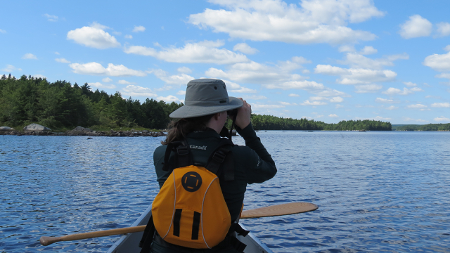 A Parks Canada staff member sits in a canoe with binoculars looking for Loon activity on a lake on a cloudy day.
