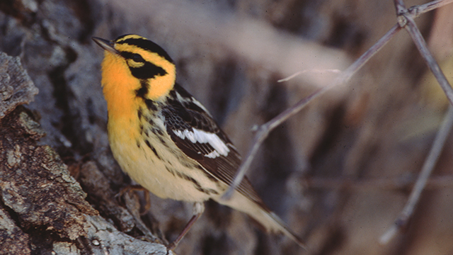 A yellow bird with black and white striped wings sits on a tree. 