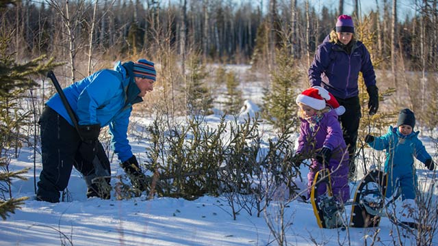 A family of 4 picks a christmas tree in the snow.