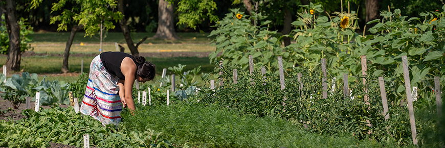 A traditional prairie garden with heirlooms at Motherwell Homestead National Historic Site