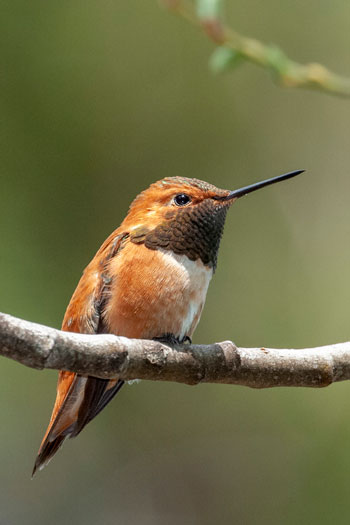 Un colibri roux perché sur une branche